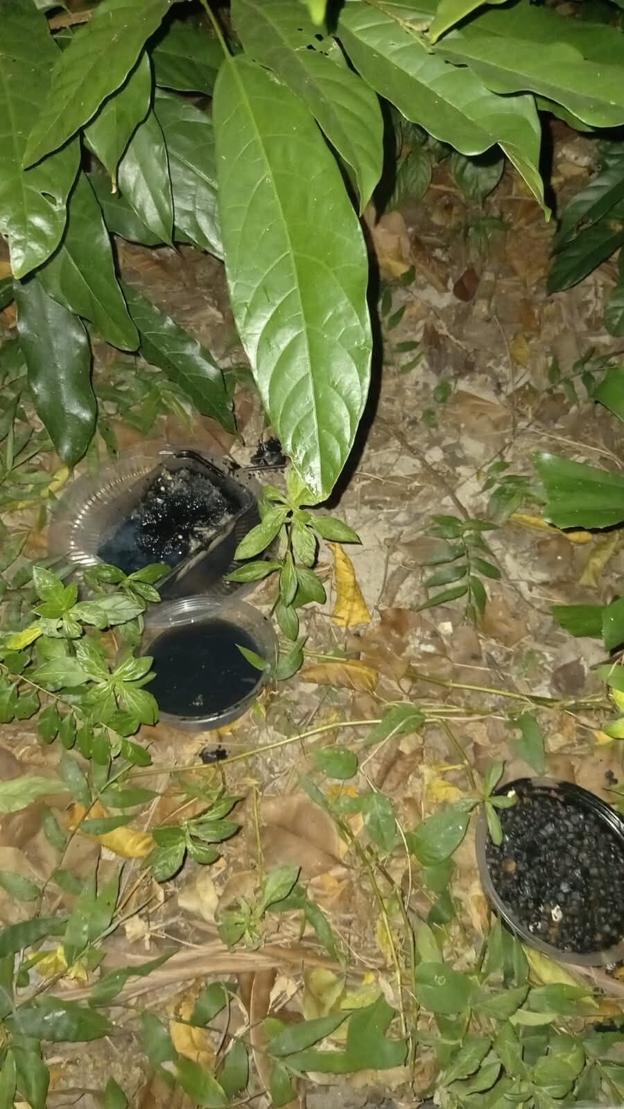 石硤尾公園一名男子疑在貓糧內下毒(Threads)