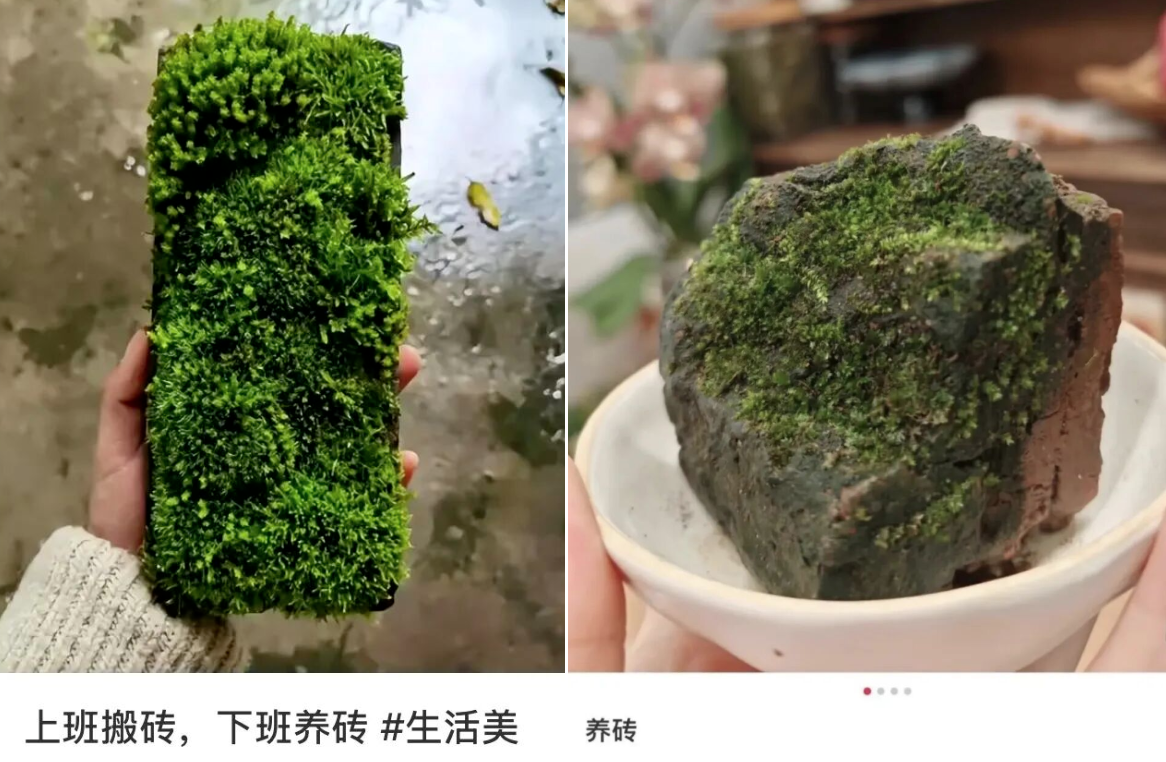 內地年輕人據報流行「養磚」。(互聯網)