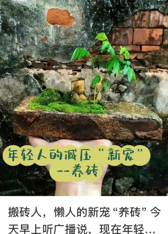 內地年輕人據報流行「養磚」。(互聯網)