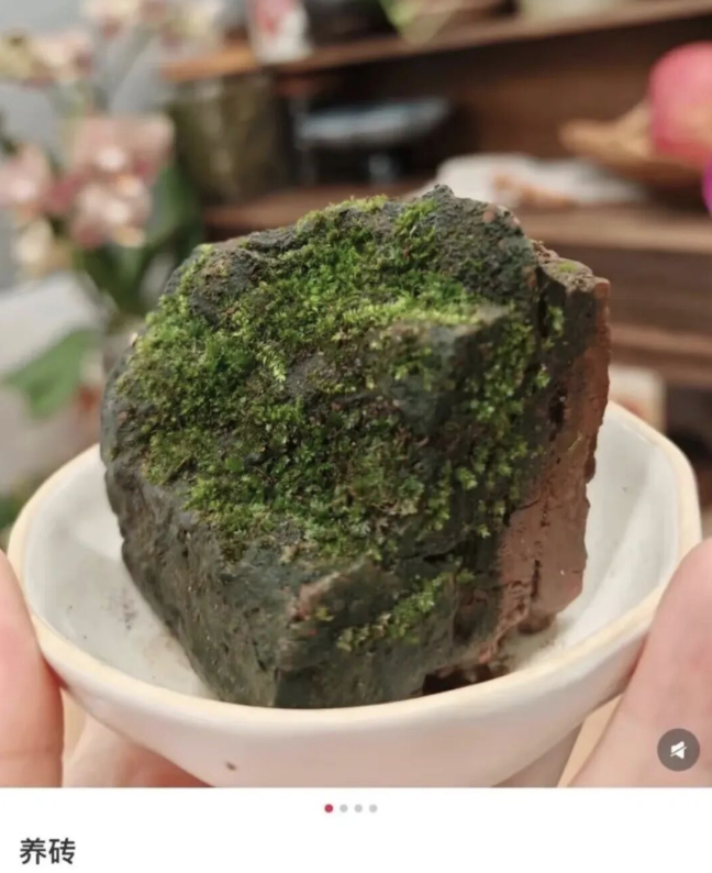內地年輕人據報流行「養磚」。(互聯網)