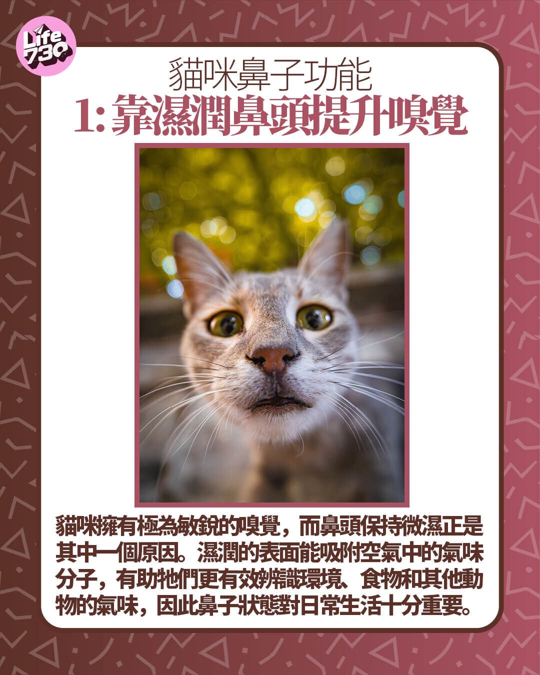 貓咪鼻子功能1: 靠濕潤鼻頭提升嗅覺