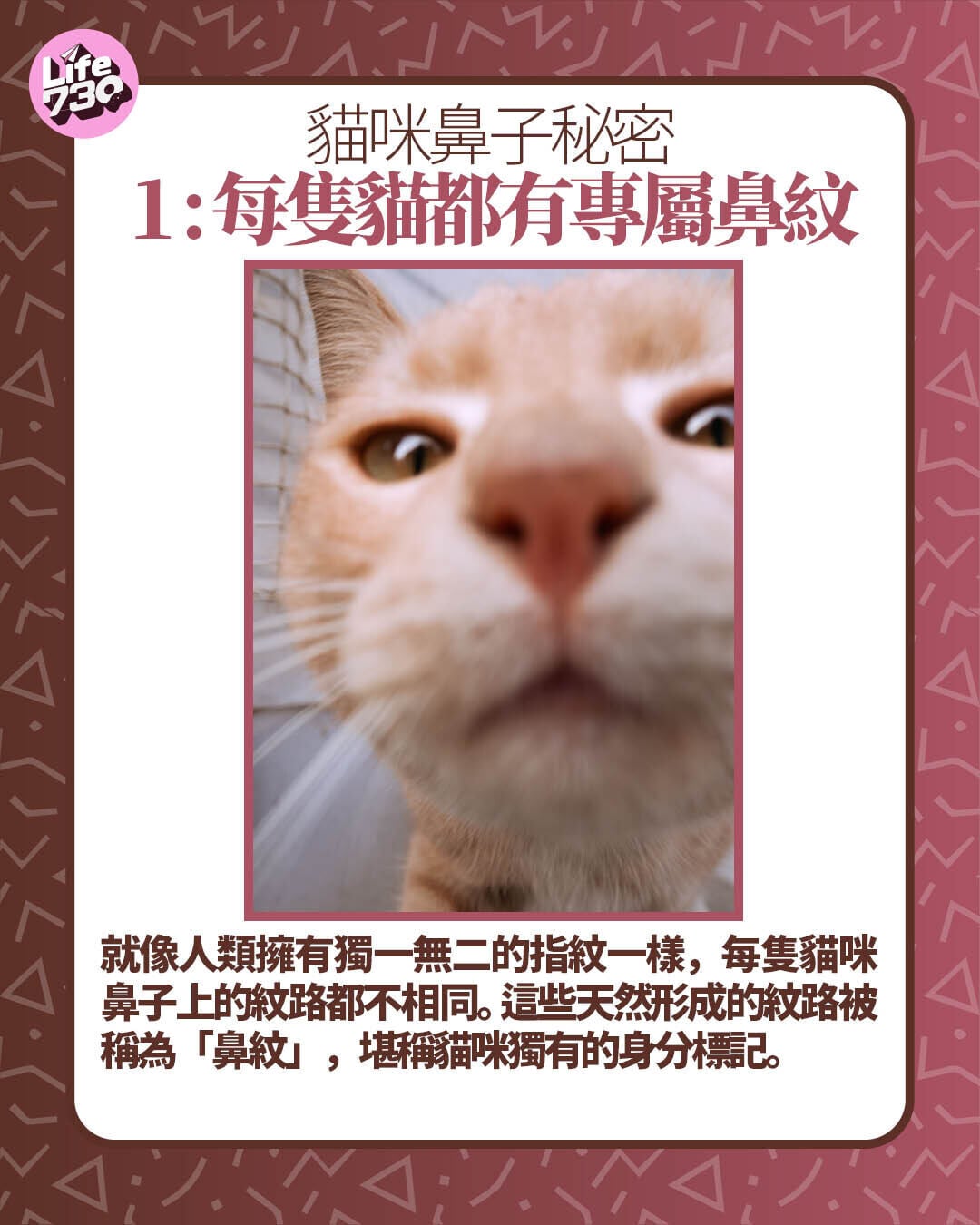 貓咪鼻子秘密1 : 每隻貓都有專屬鼻紋