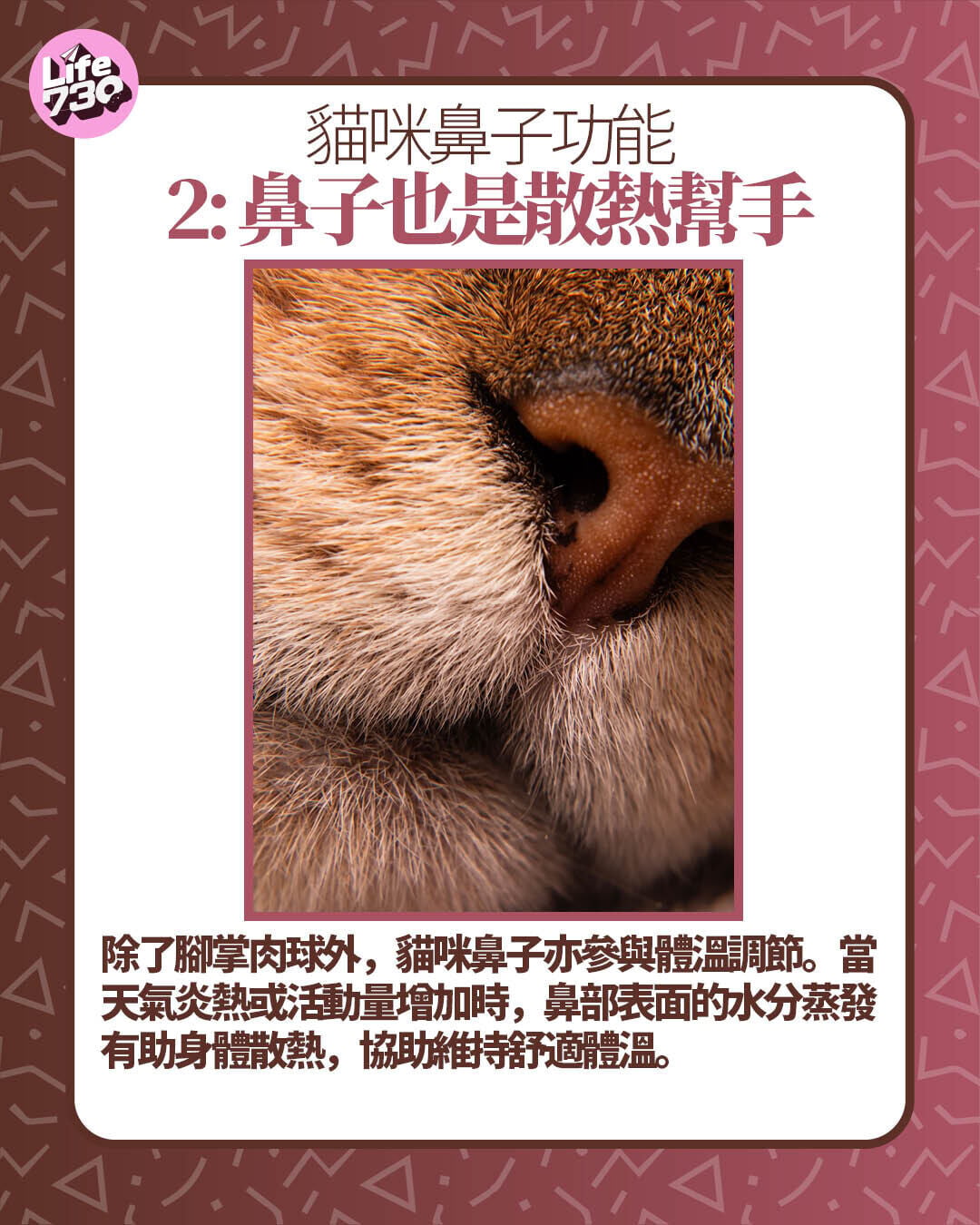 貓咪鼻子功能2: 鼻子也是散熱幫手
