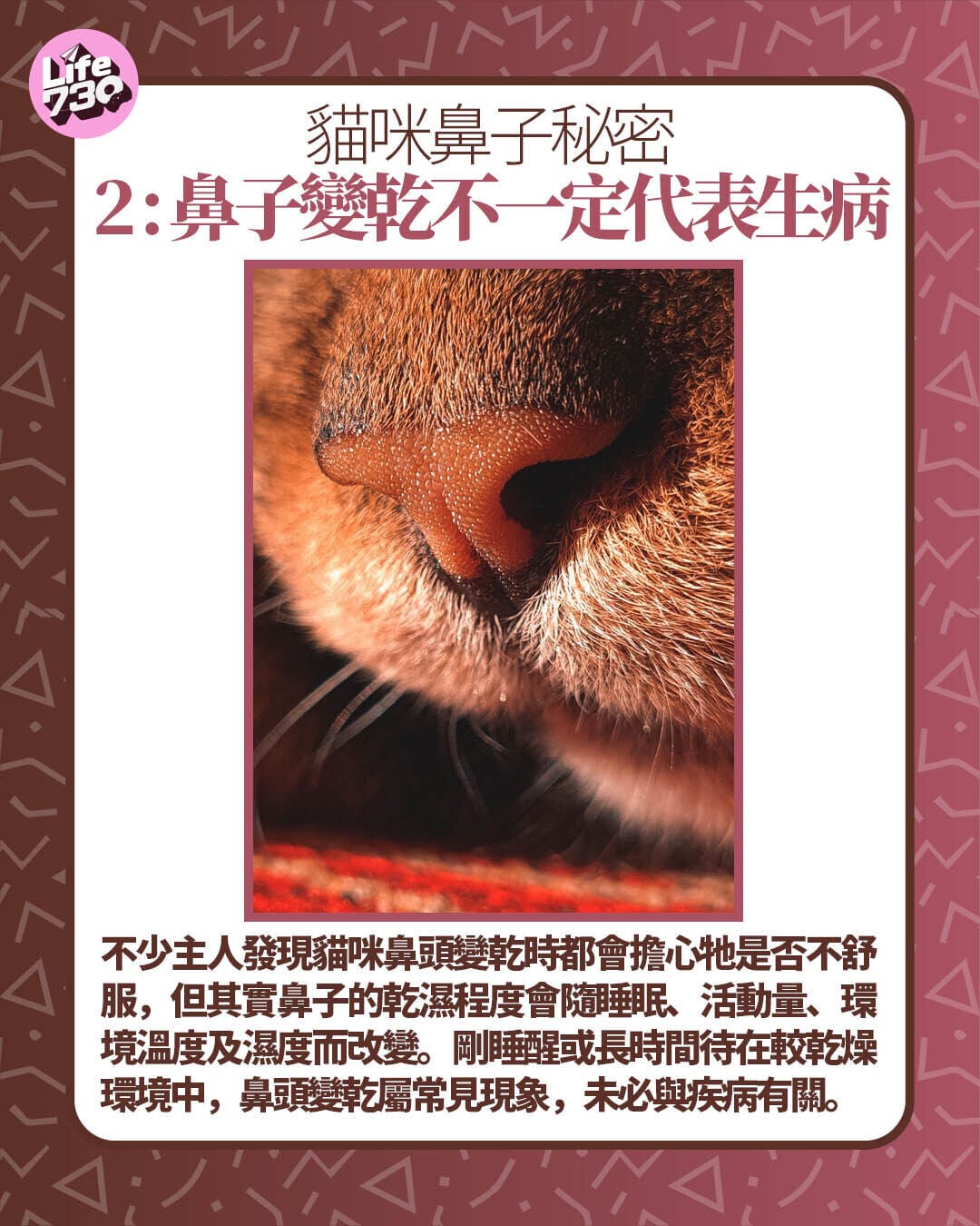 貓咪鼻子秘密2 : 鼻子變乾不一定代表生病