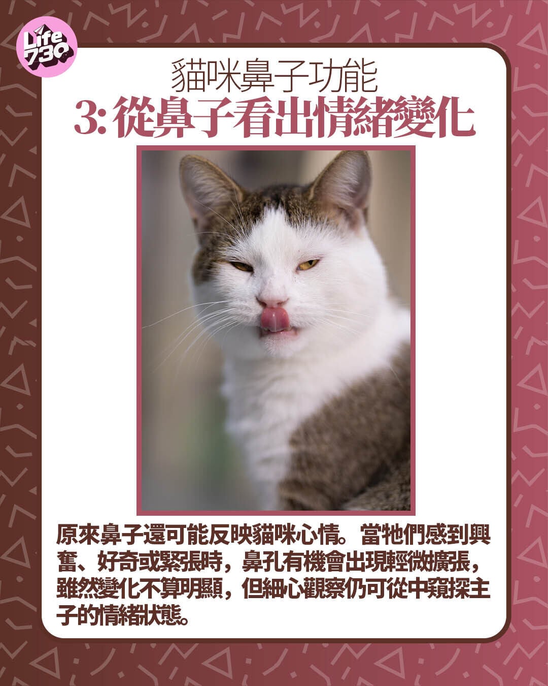 貓咪鼻子功能3: 從鼻子看出情緒變化