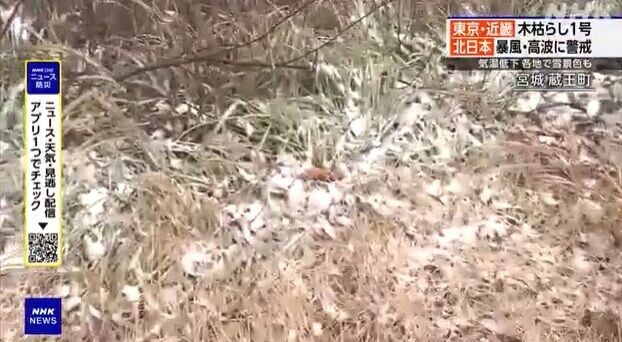 日本下雪