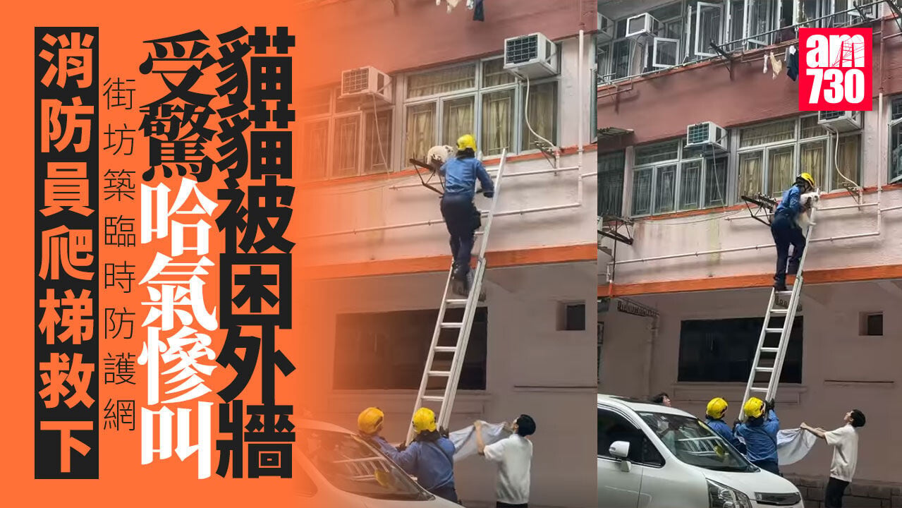 鰂魚涌貓咪被困外牆晾衫架　市民持布築防護網　消防爬梯解困 (有片)