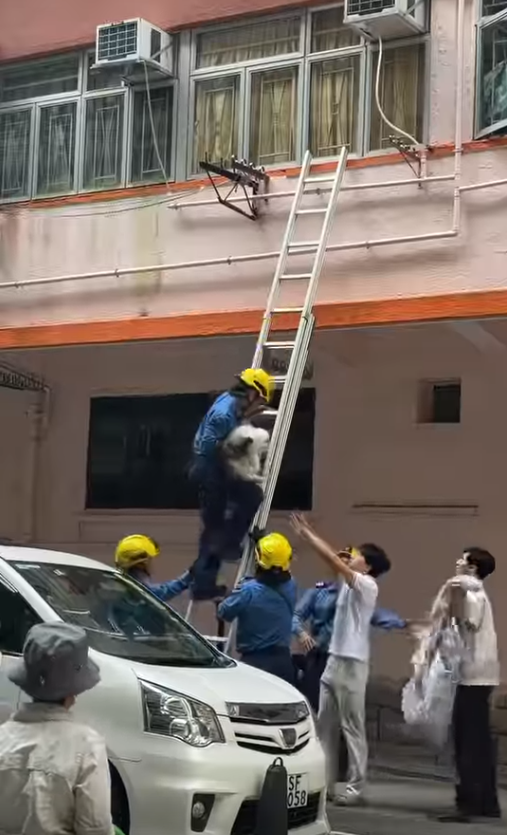 鰂魚涌貓咪被困外牆晾衫架,市民持布築防護網,消防爬梯解困。(Threads)
