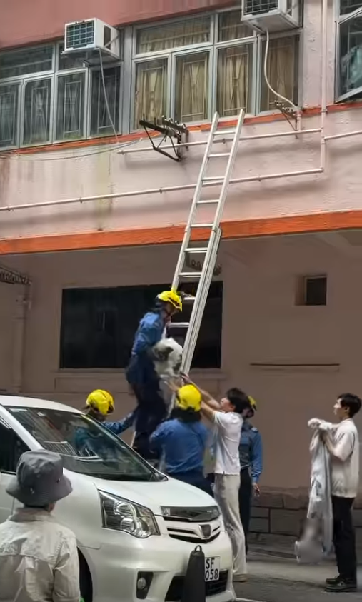 鰂魚涌貓咪被困外牆晾衫架,市民持布築防護網,消防爬梯解困。(Threads)
