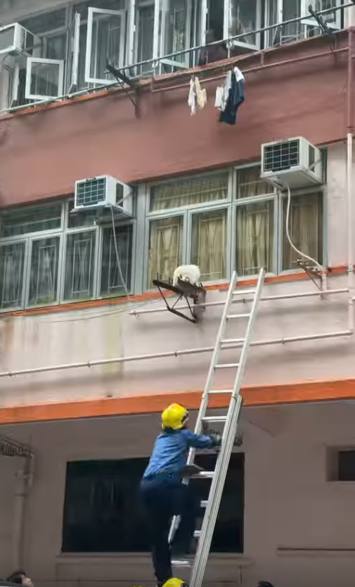 鰂魚涌貓咪被困外牆晾衫架,市民持布築防護網,消防爬梯解困。(Threads)