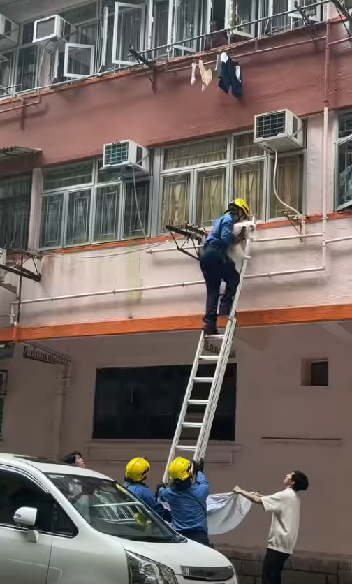 鰂魚涌貓咪被困外牆晾衫架,市民持布築防護網,消防爬梯解困。(Threads)