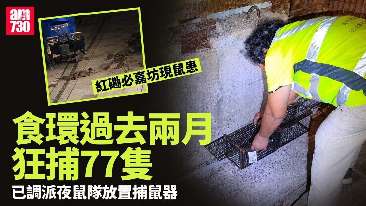 紅磡必嘉坊現鼠蹤　食環署兩月捕77隻老鼠