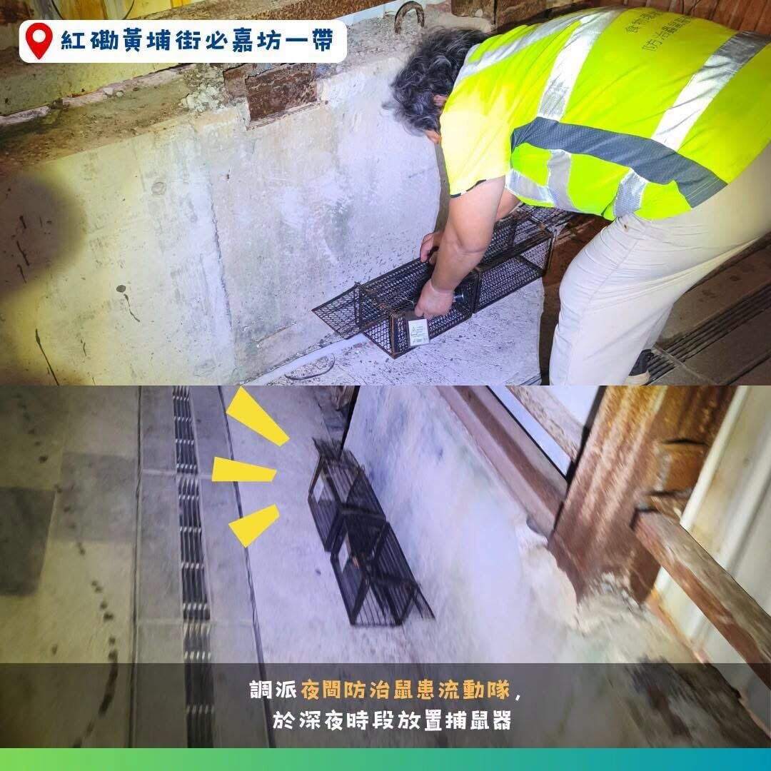 食環署指過去兩個月,於紅磡必嘉坊一帶共捕獲77隻老鼠。