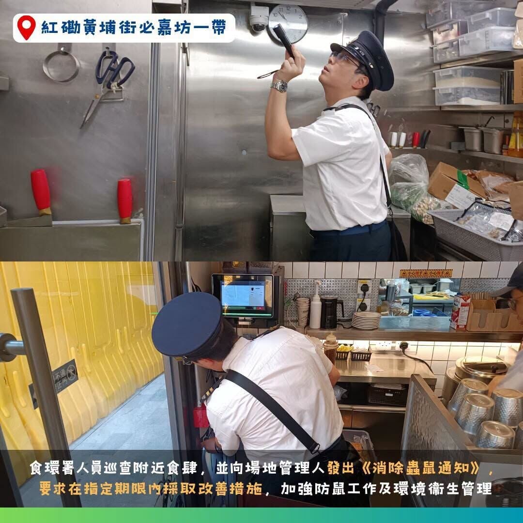食環署指過去兩個月,於紅磡必嘉坊一帶共捕獲77隻老鼠。