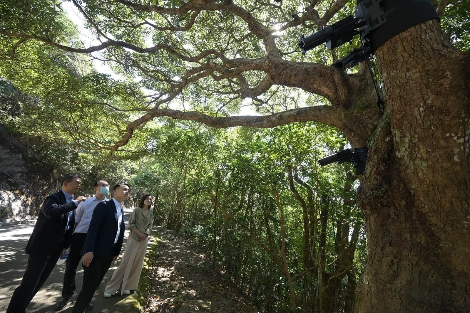 旅遊事務專員陳慧欣到山頂盧吉道及夏力道,實地視察旅發局為光影匯項目進行的裝置工程。