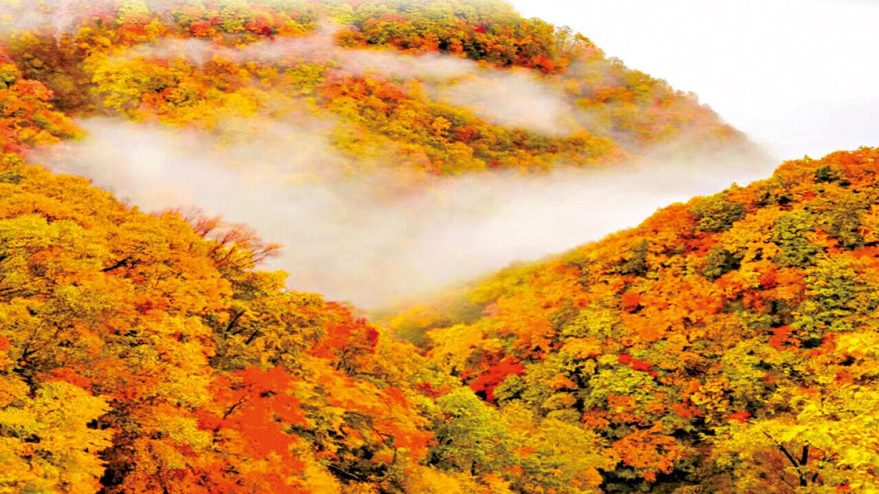 金秋神農架5天團 新怡旅遊