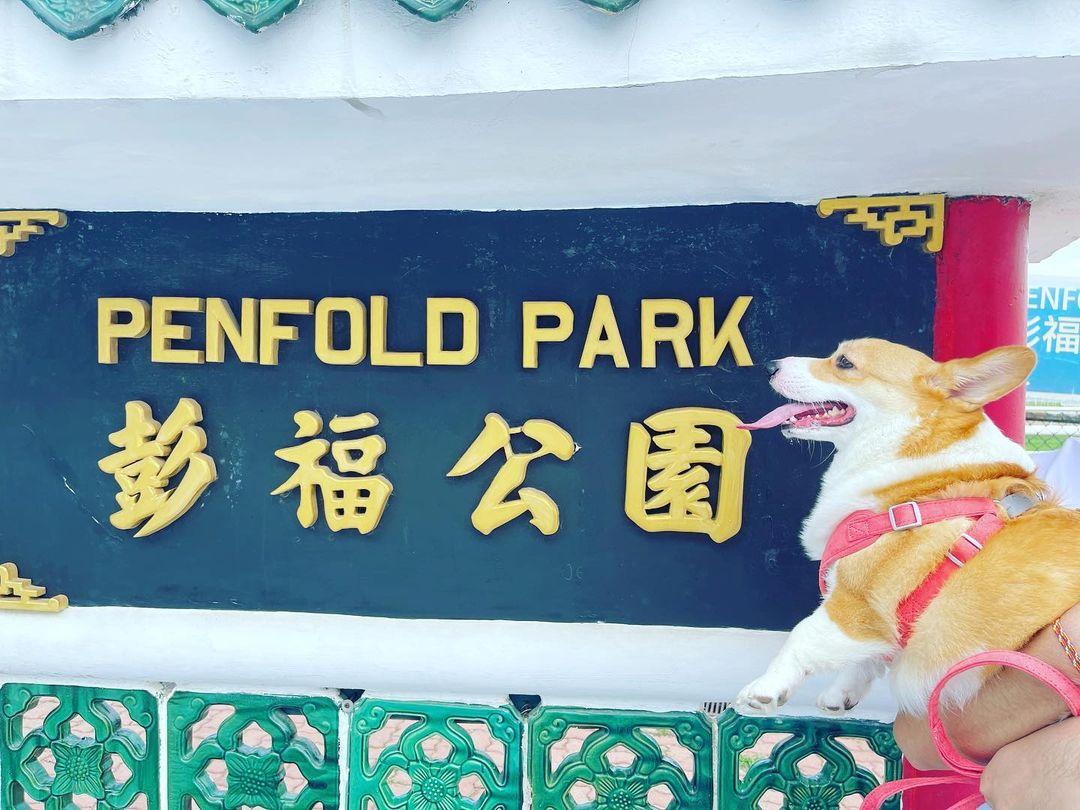 公園位於沙田馬場內,有廣闊的草地讓狗狗自由奔跑 (instagram @bobo.chu_)