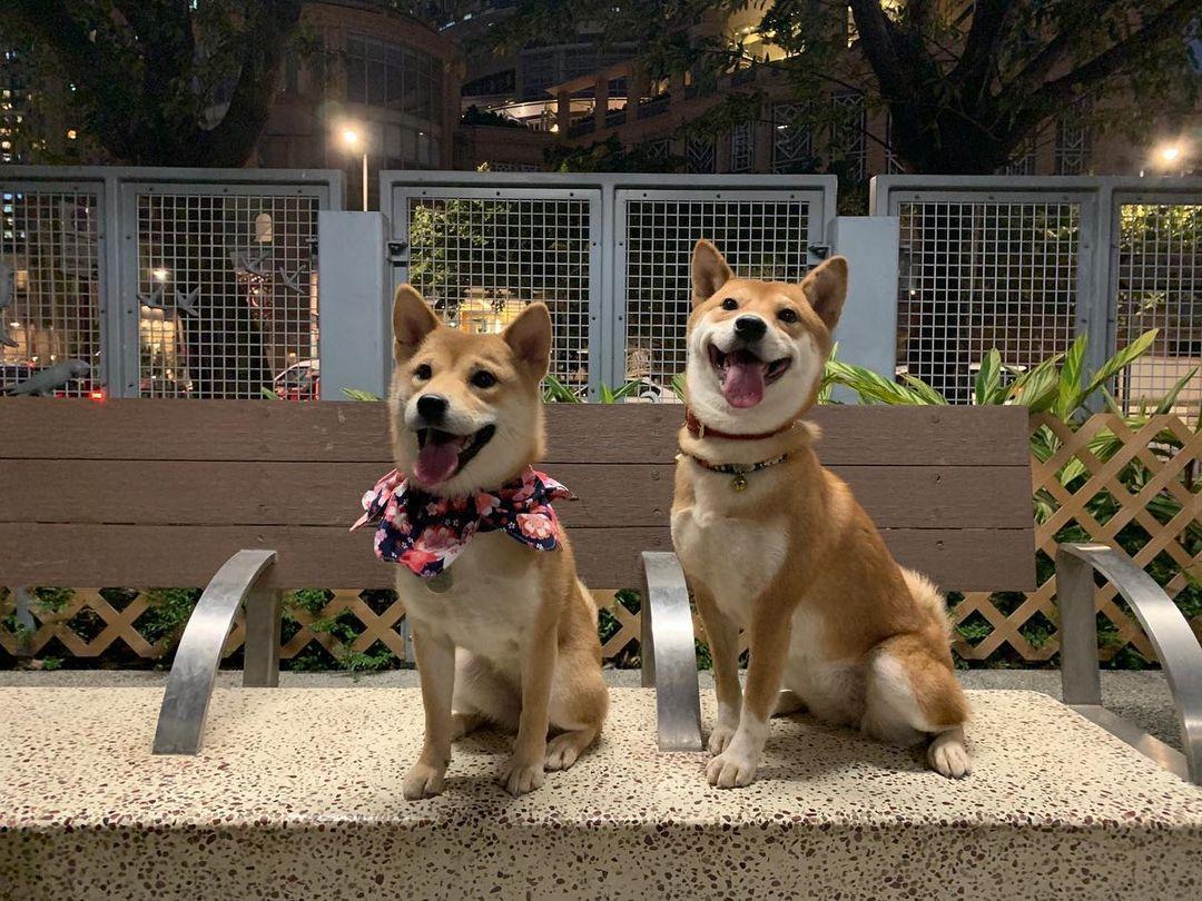 雖然面積較小,但寵物友善設施方面相當完善。 (instagram @honey.y0105)