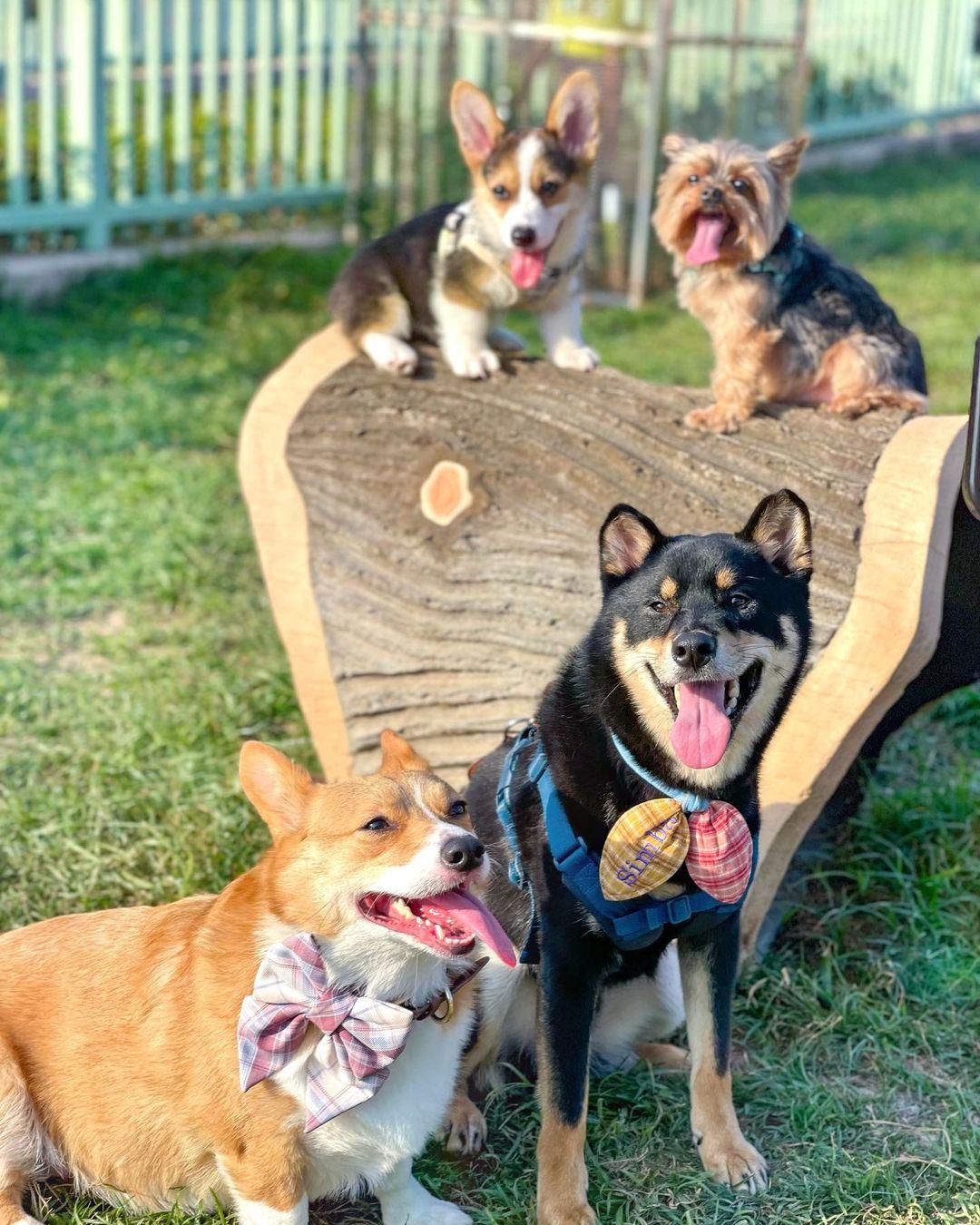 環保大道寵物公園為全港最大的狗公園!(instagram @mr.simbab)