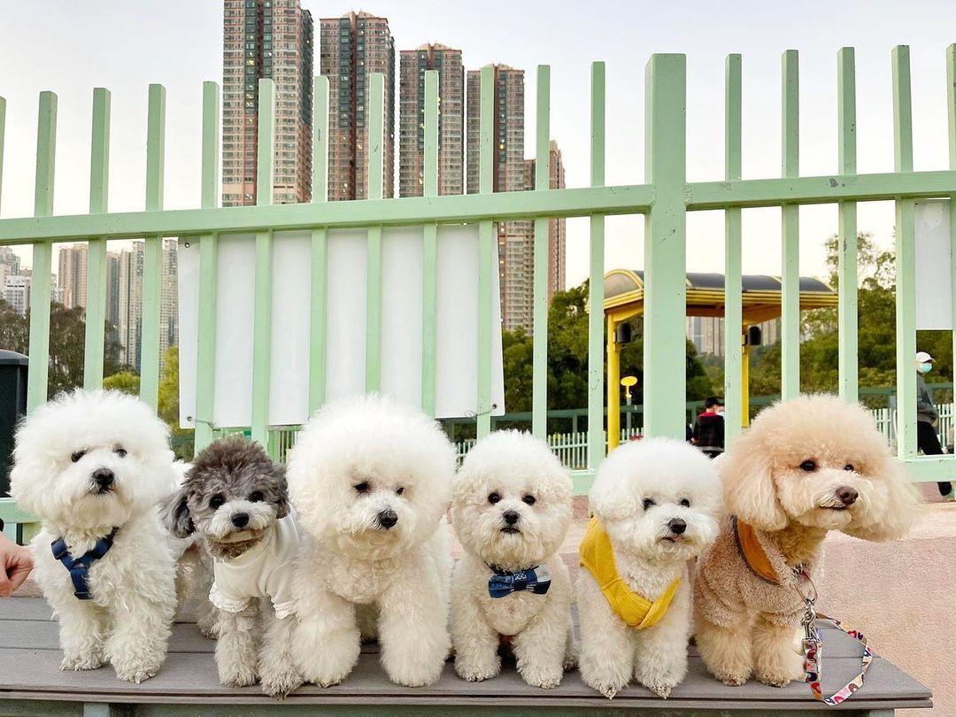環保大道寵物公園為全港最大的狗公園!(instagram @poodle_meatfloss)