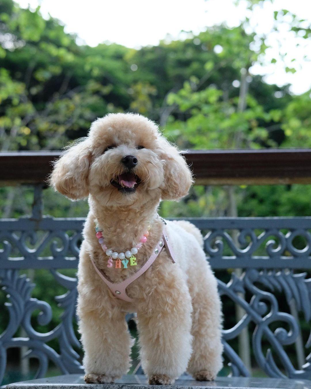 狗狗和主人都可以在山頂公園盡情打卡!(instagram @shye_poodle)