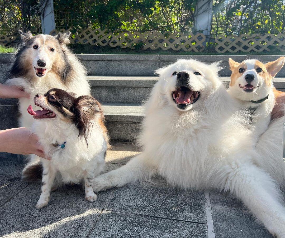 狗狗和主人可以望著維多利亞海景散步。(instagram @siupakjai)