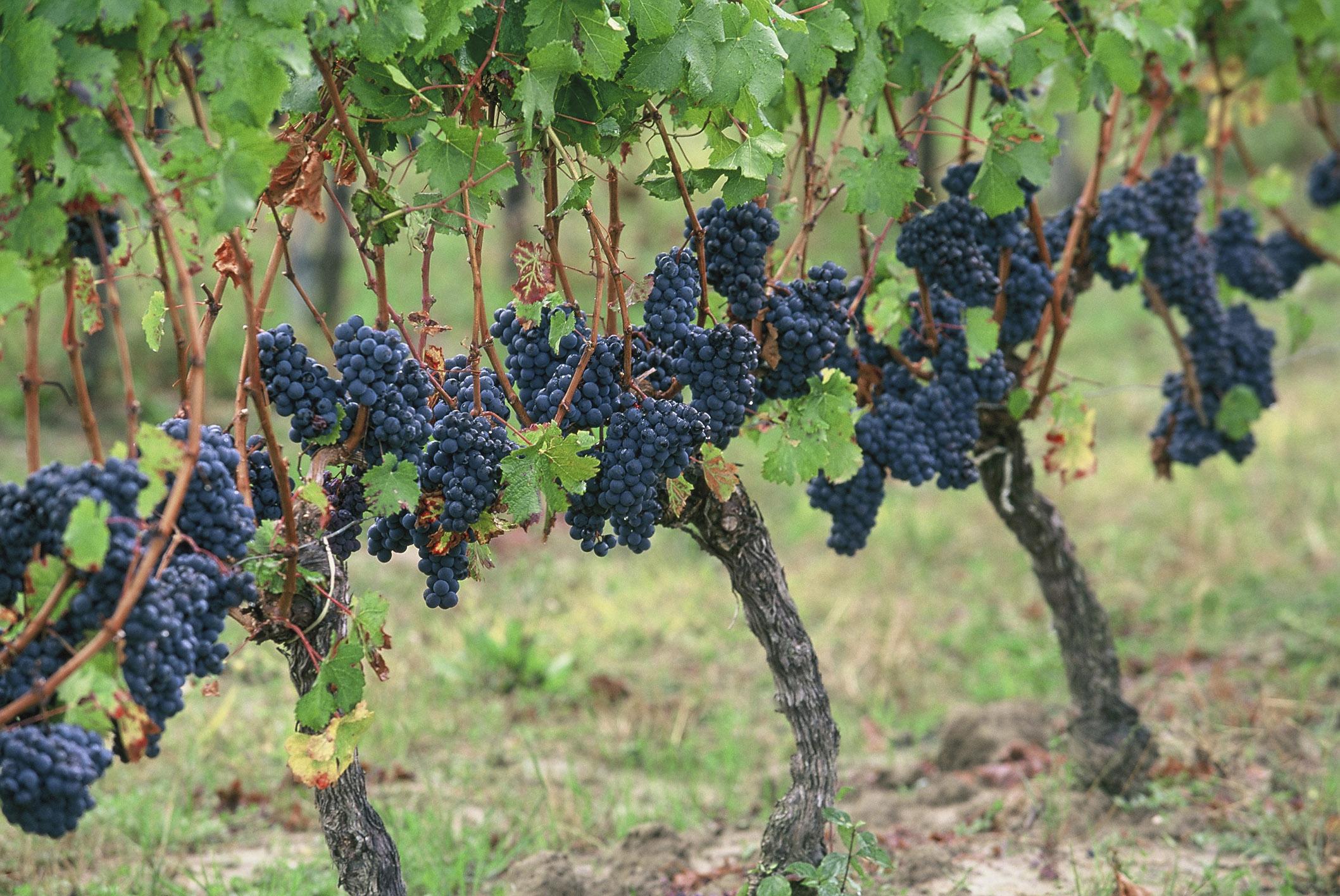 梅鐸酒莊歷史悠久,其有機農業和創新葡萄栽培法一直廣受讚譽