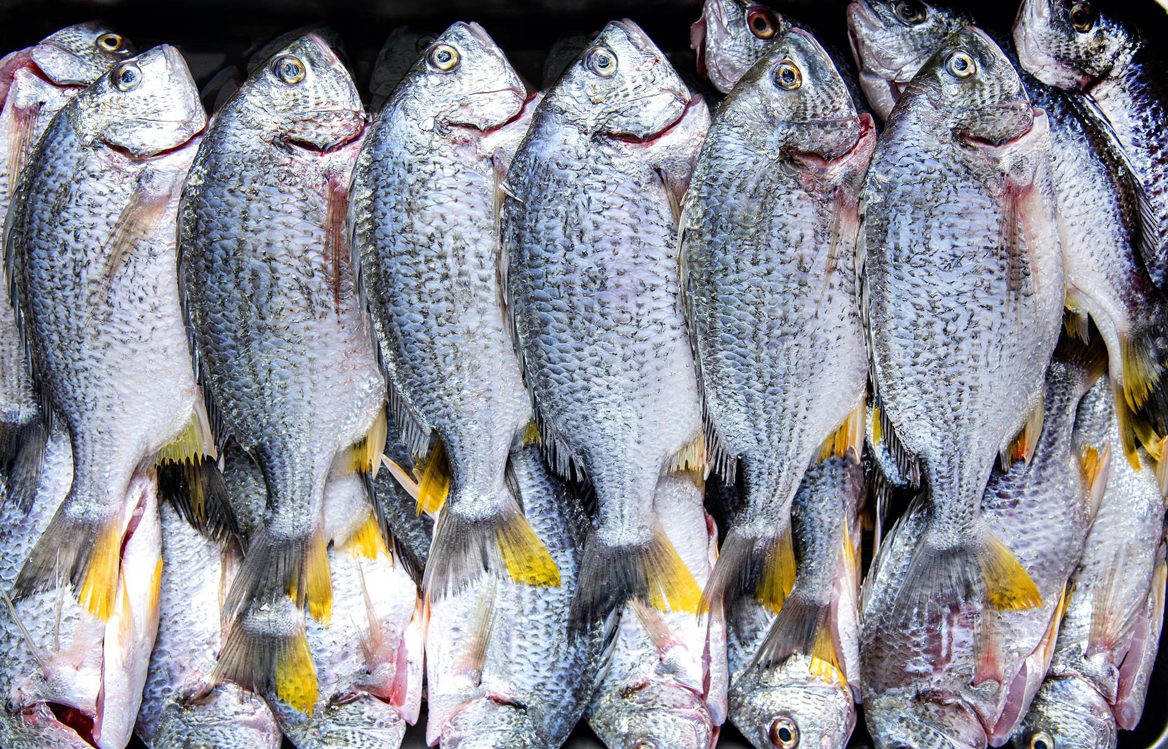 大量新鮮鯛魚