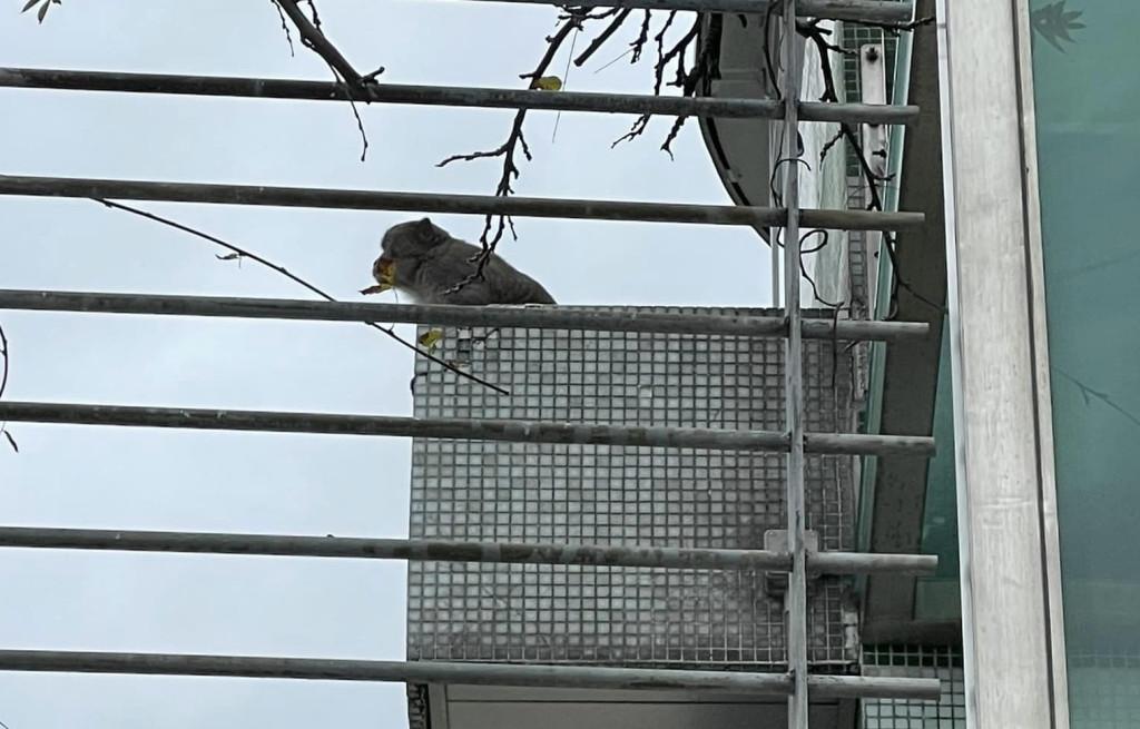 馬騮闖屯門慧豐園 爬高爬低睇風景