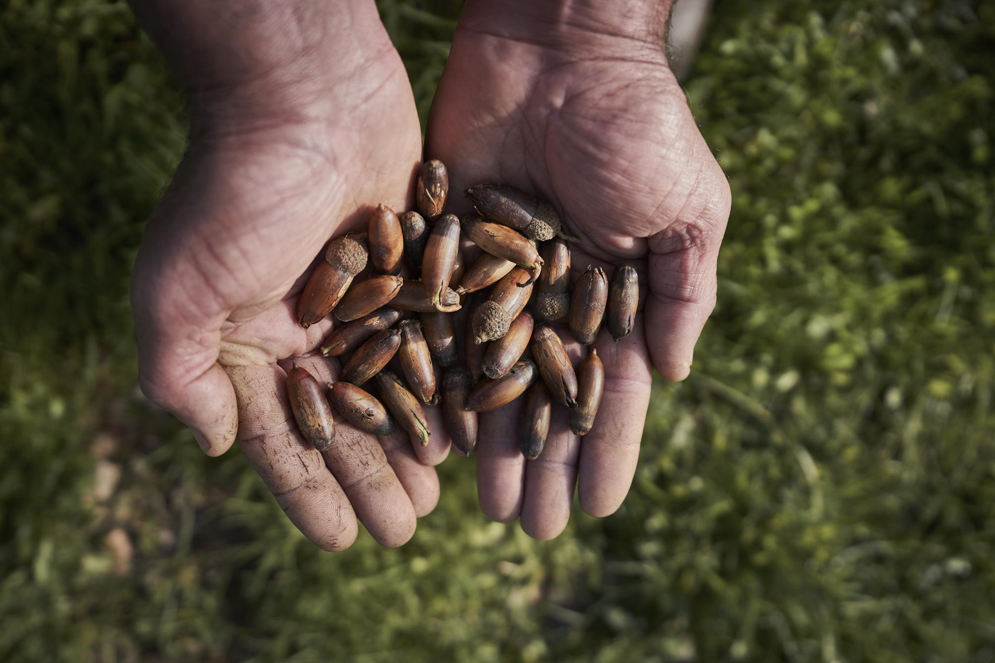 行走的橄欖樹 伊比利亞火腿國際推廣活動(香港站)