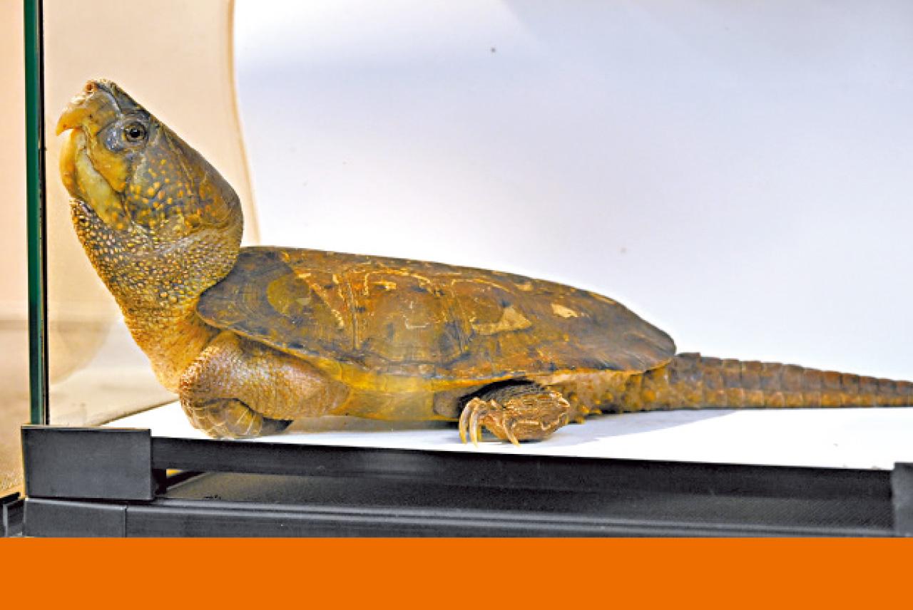 瀕危野生動物 龜 大頭龜