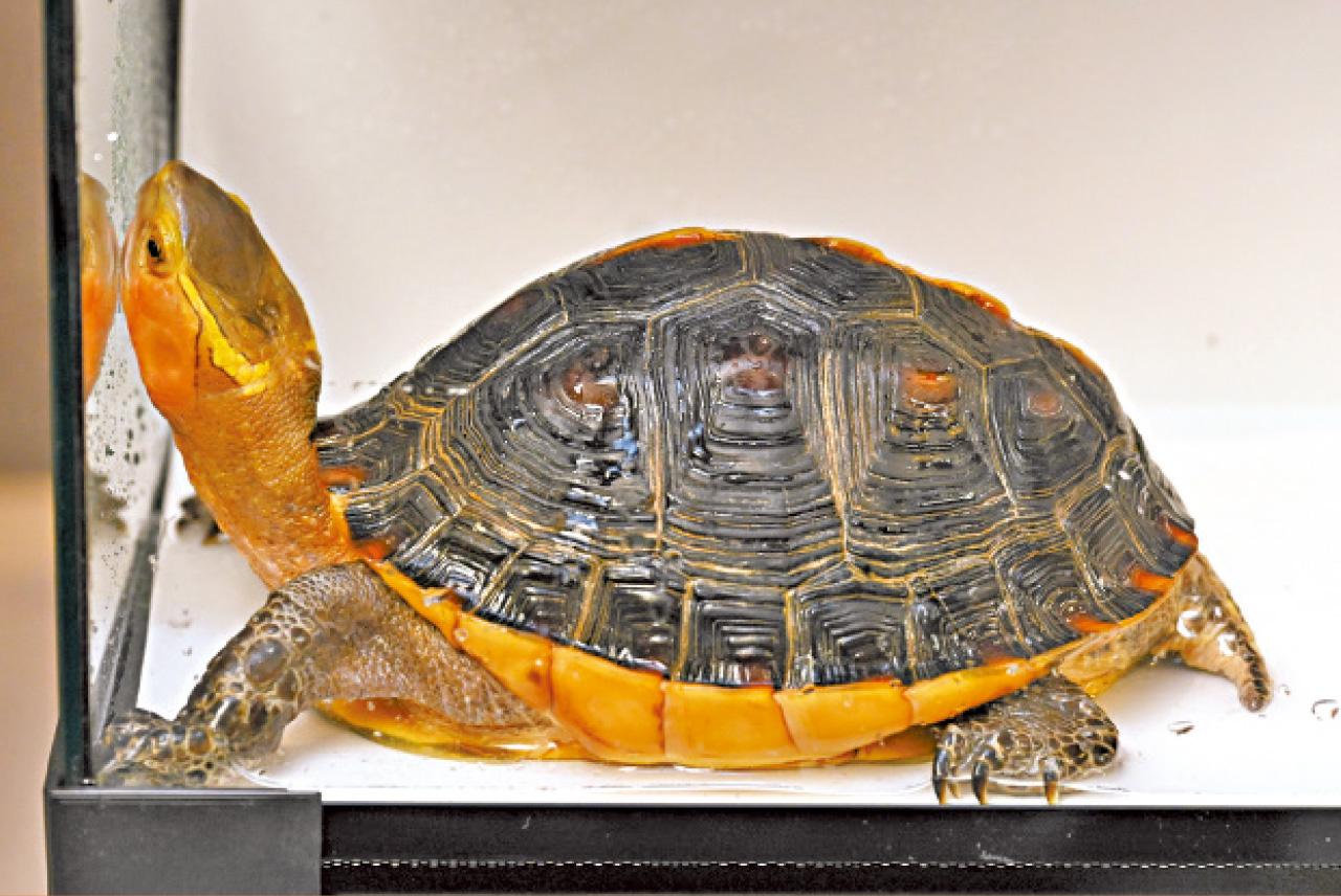 瀕危野生動物 龜 黃緣閉殼龜