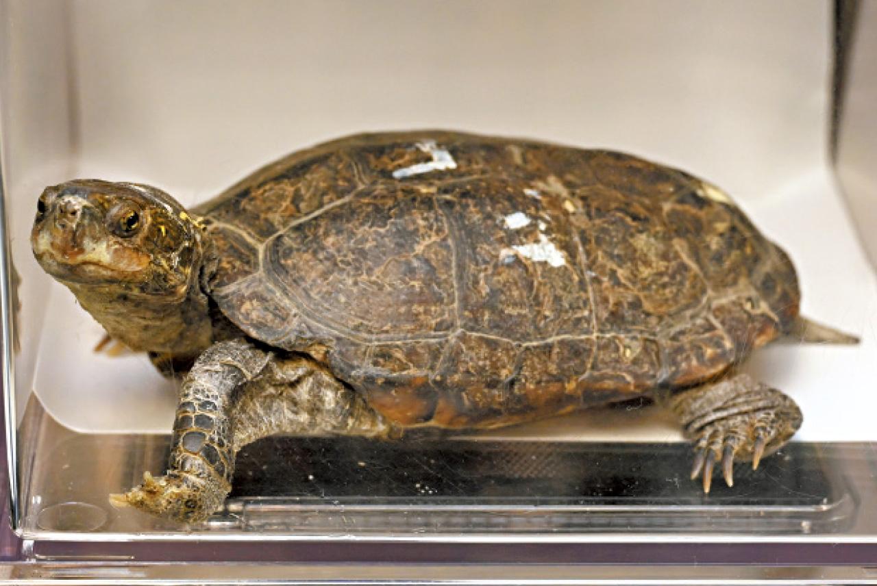 瀕危野生動物 龜 烏龜