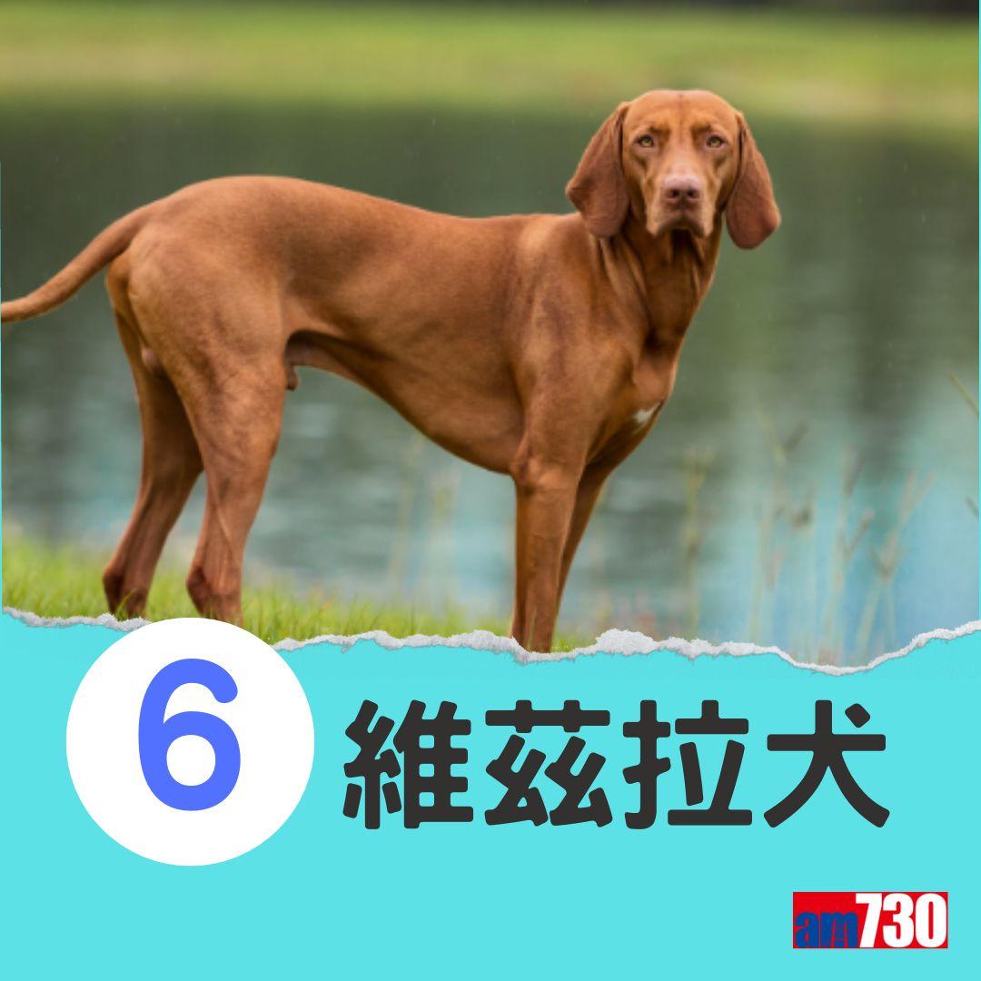 十大最易有分離焦慮症狗狗。(am730製圖)