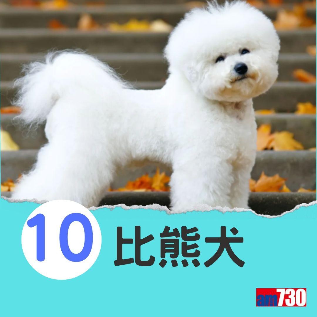 十大最易有分離焦慮症狗狗。（am730製圖）