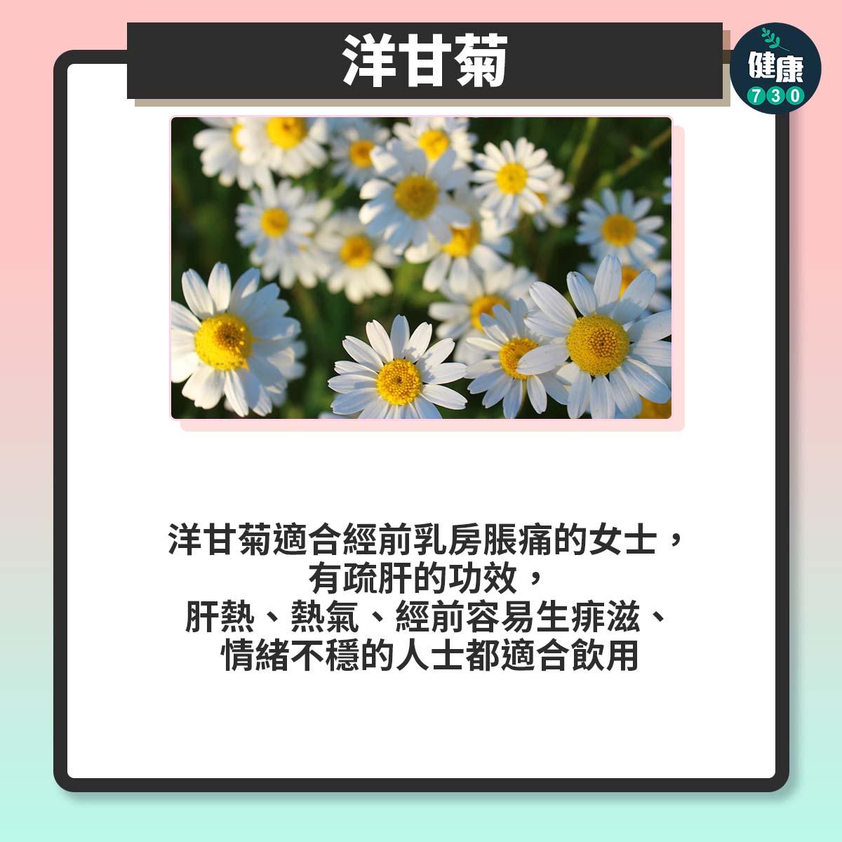 洋甘菊