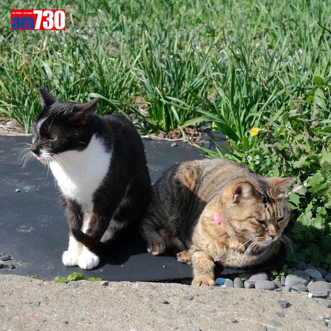 福岡貓島,貓仲多過人。(am730製圖)