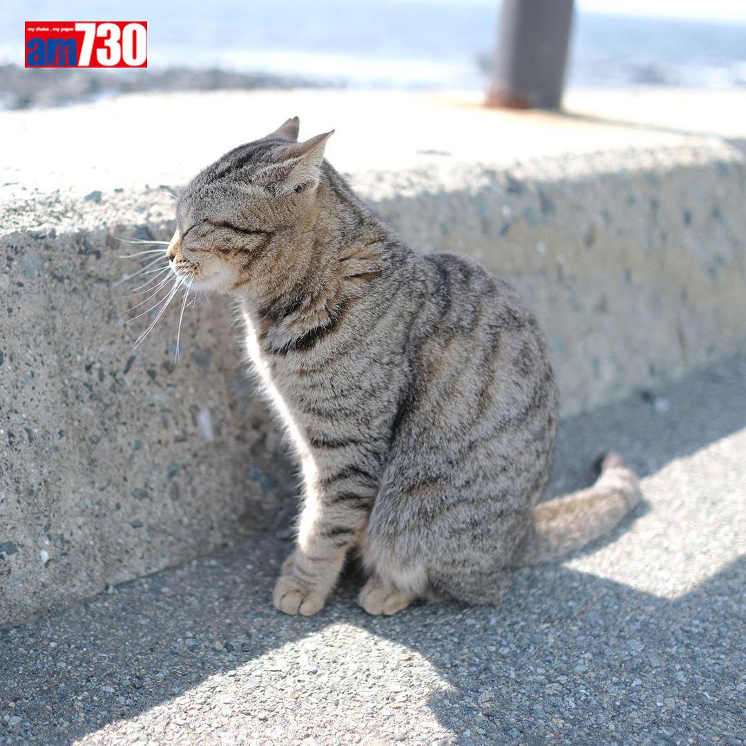 福岡貓島,貓仲多過人。(am730製圖)
