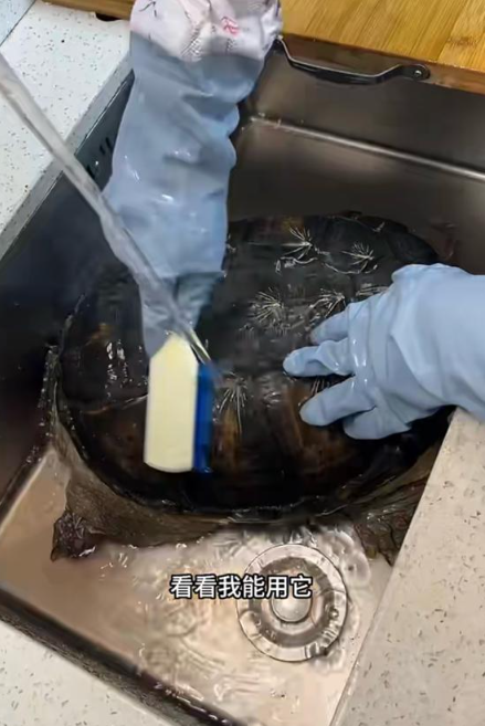 烏龜在影片開首仍然在生,並在片中被她原隻浸落滾水致死。(圖片來源:小紅書)