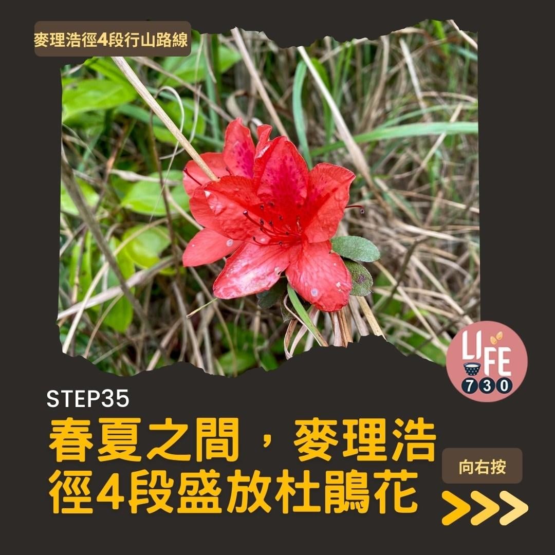 麥理浩徑4段行山路線 水浪窩起步經彎曲山昂平抵基維爾營(am730製圖)