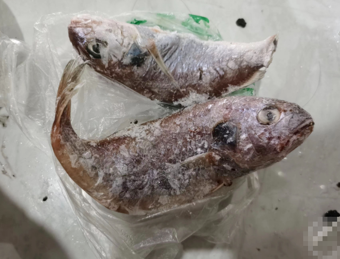 寧波市一名網民在深夜發現家中吃剩的紅燒魚發出綠色螢光。有知名水產科普博主解釋,應該是魚感染了發光細菌,雖然無害,但不建議食用。