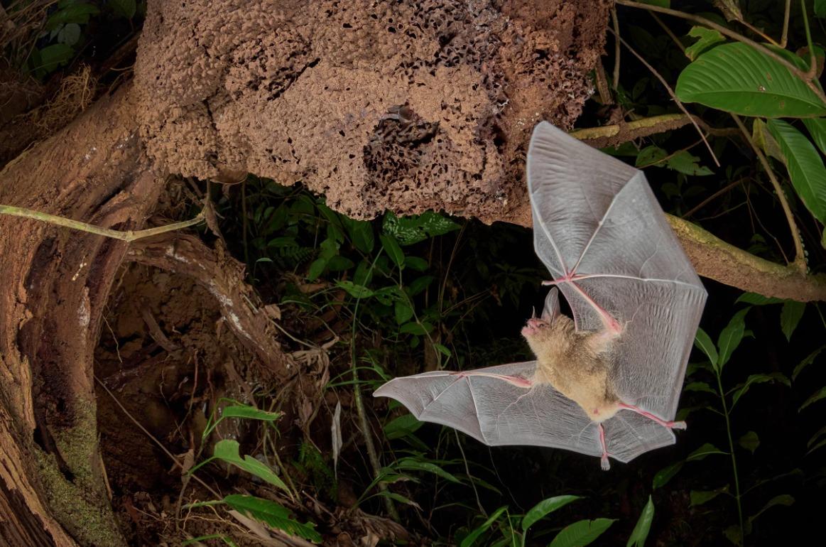 國際野生動物攝影大賽25強作品