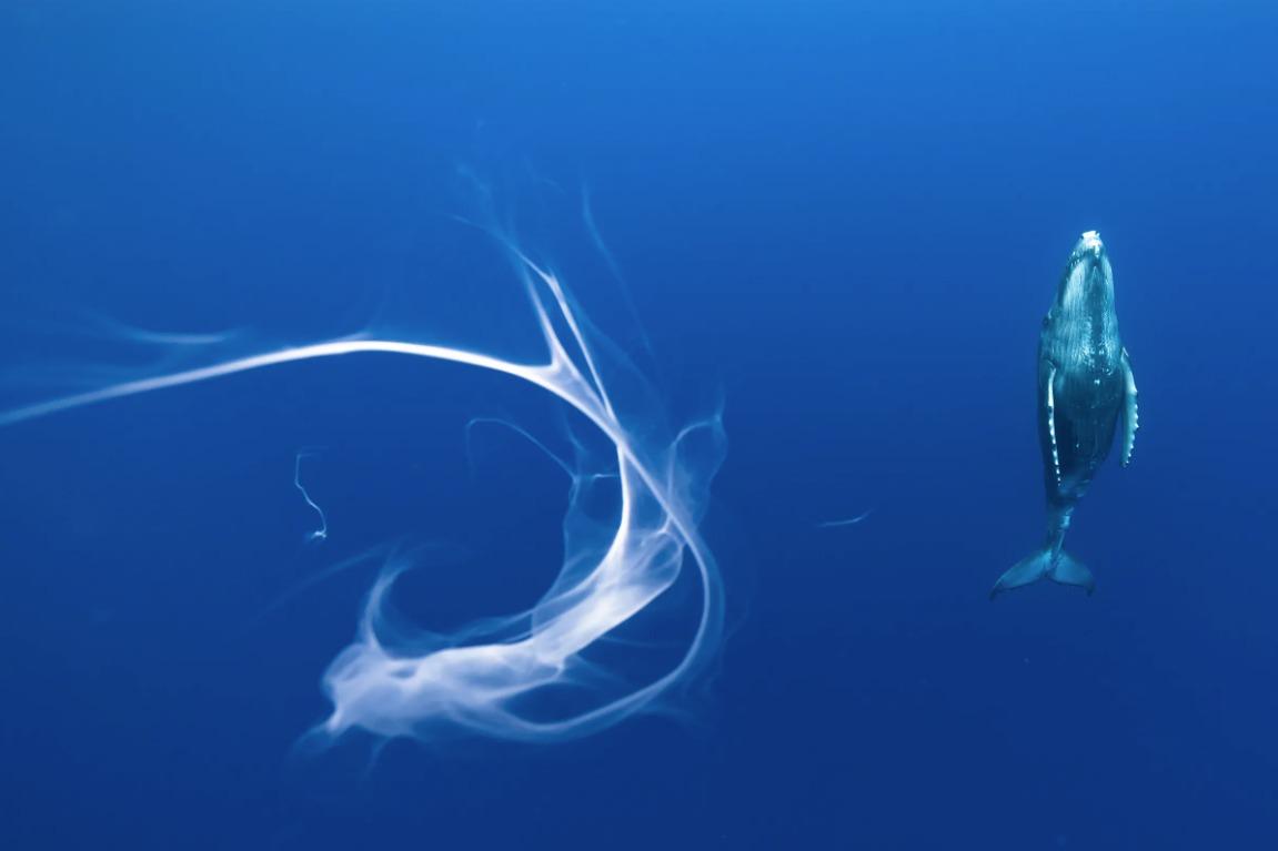 國際野生動物攝影大賽25強作品