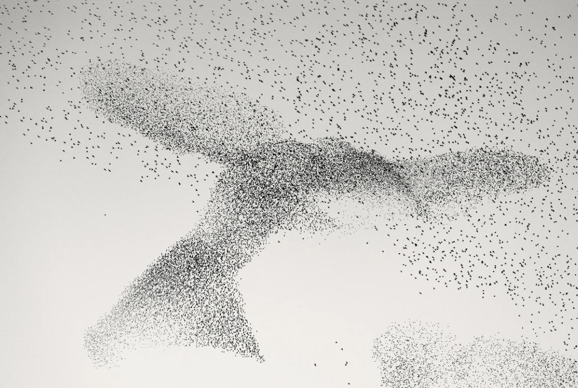 國際野生動物攝影大賽25強作品