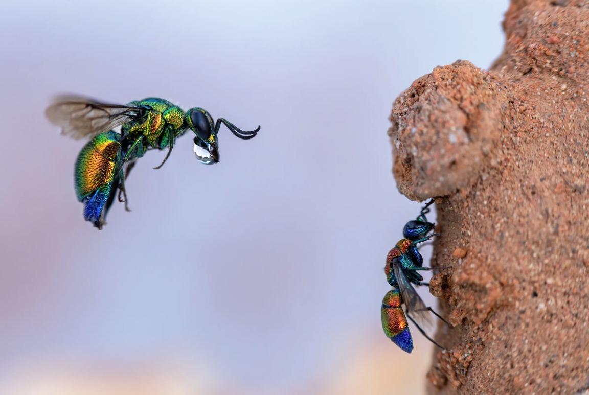 國際野生動物攝影大賽25強作品