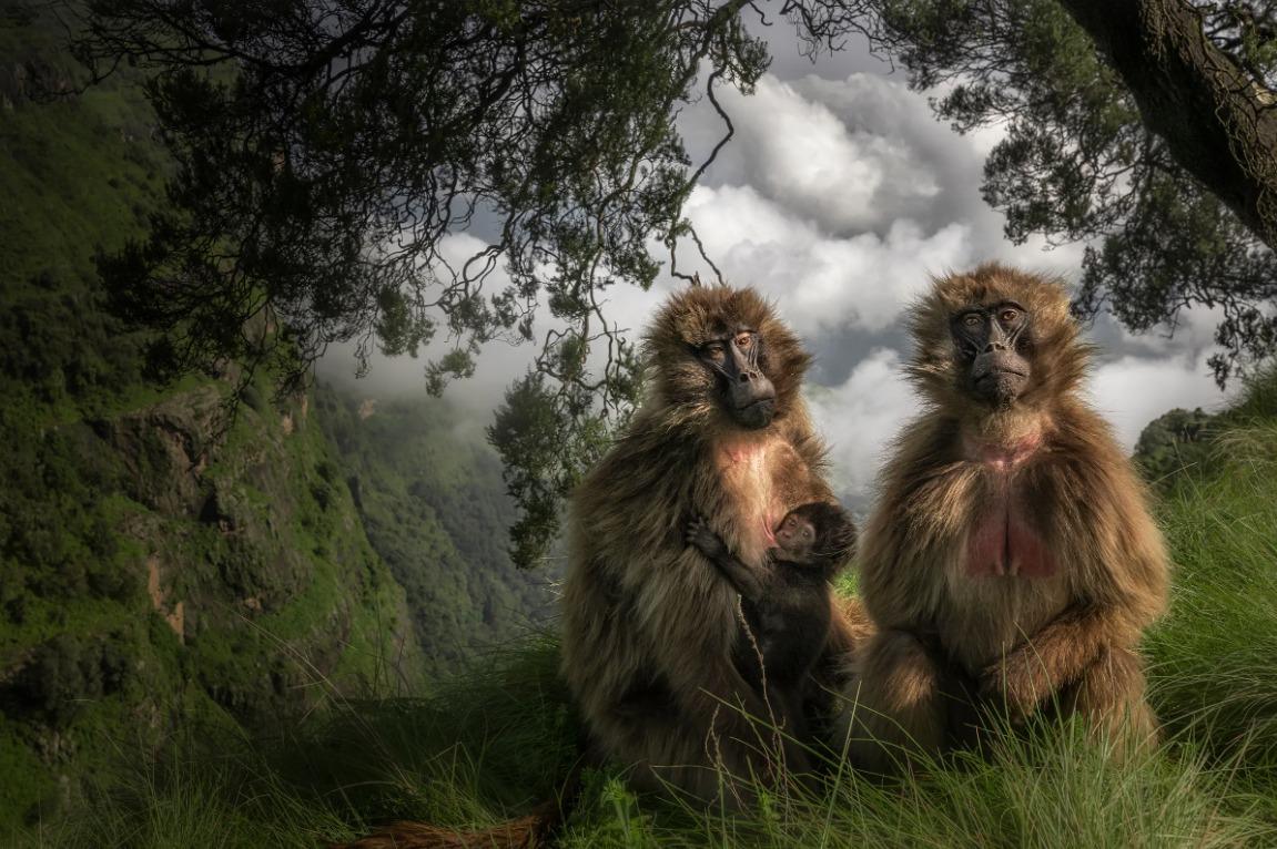 國際野生動物攝影大賽25強作品