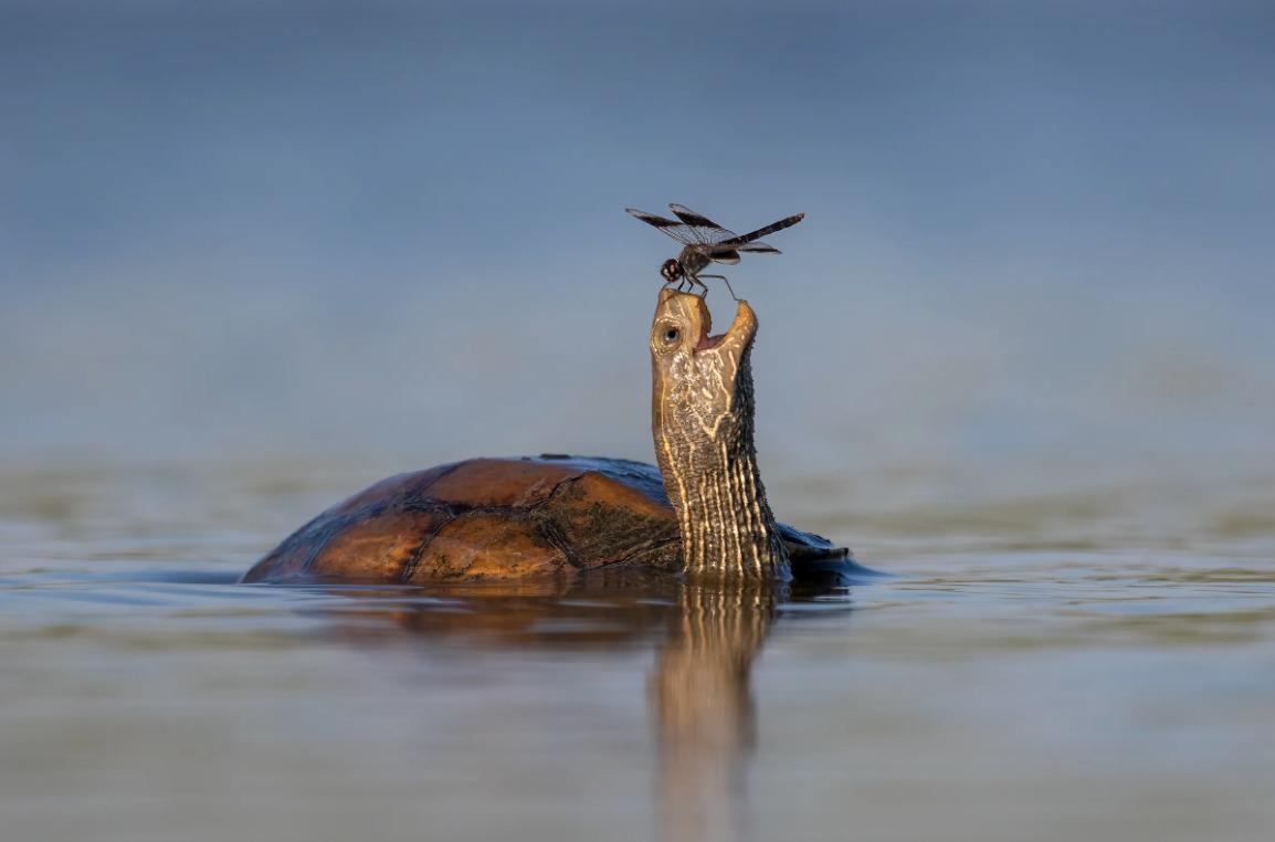國際野生動物攝影大賽25強作品