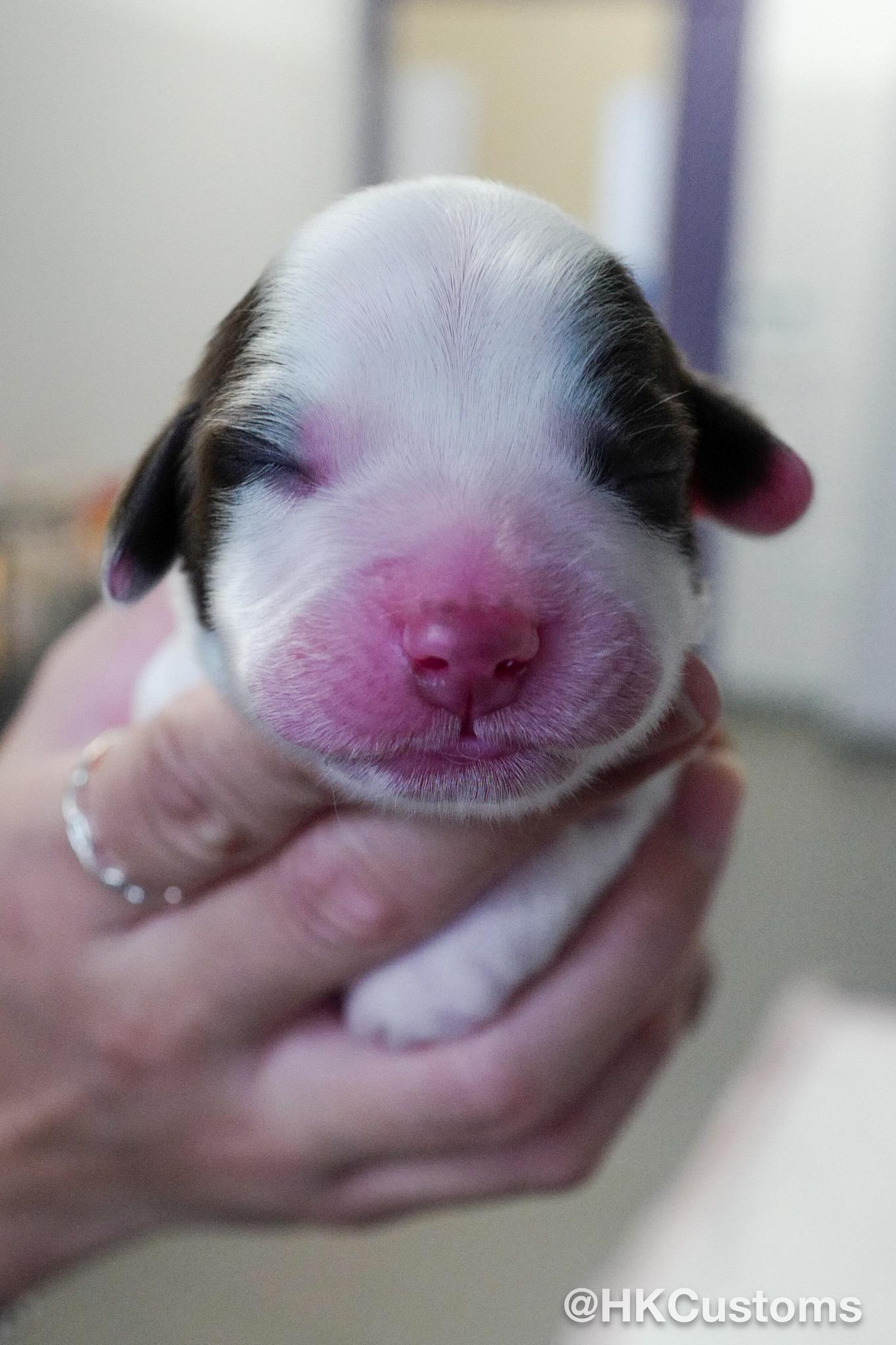 8隻史賓格幼犬上月出世。(海關FB)