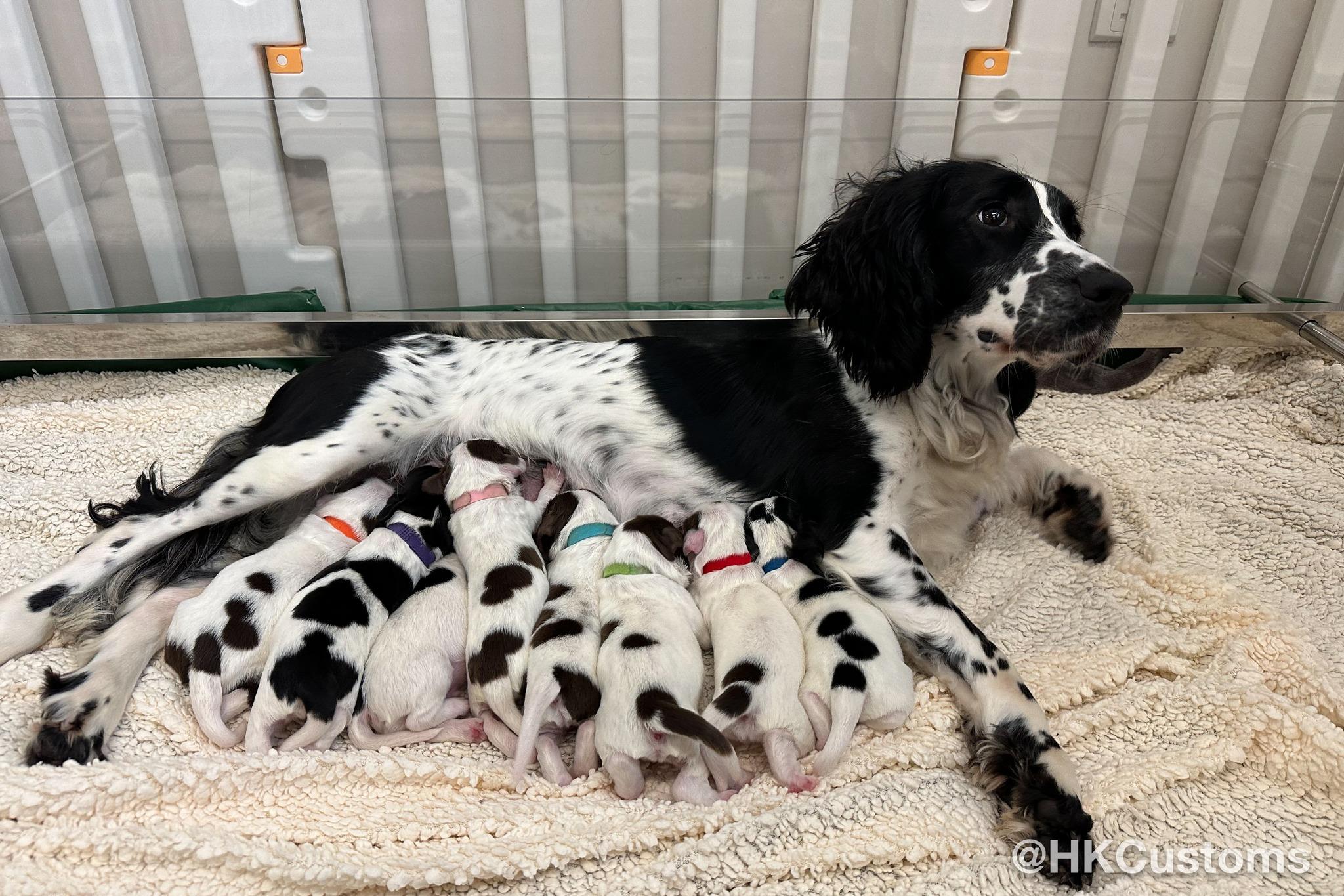 8隻史賓格幼犬上月出世。(海關FB)