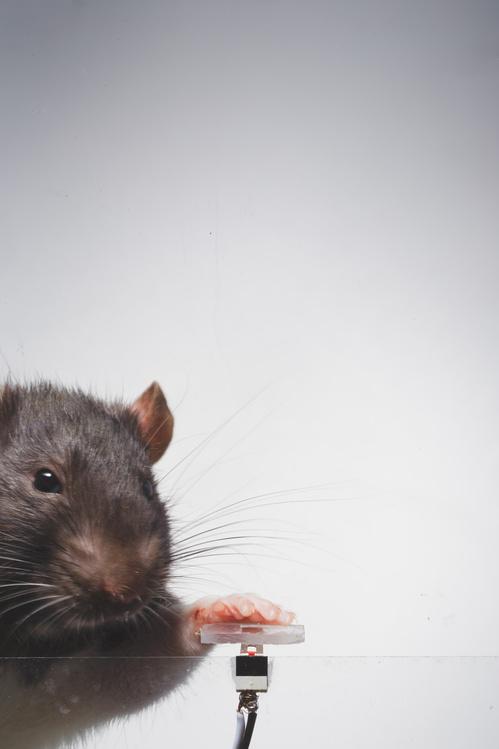 被訓練成喜愛自拍的老鼠Rats Arthur。